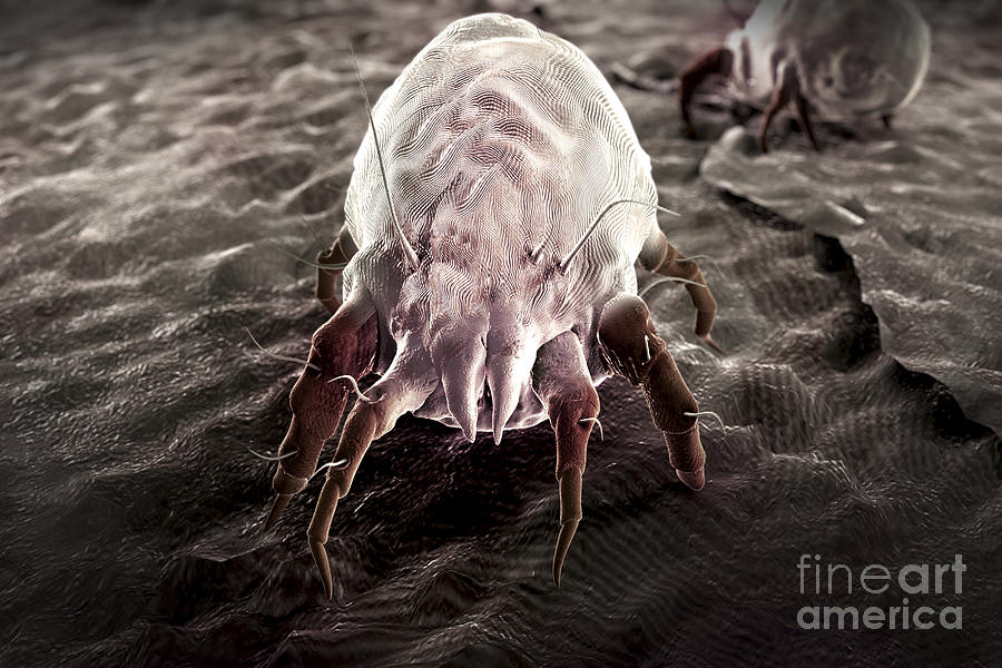 Dust Mite #2 Photograph by Science Picture Co