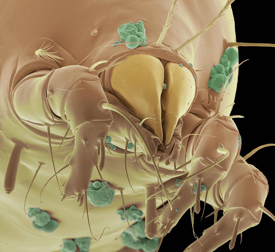 Dust Mite #2 Photograph by Steve Gschmeissner/science Photo Library