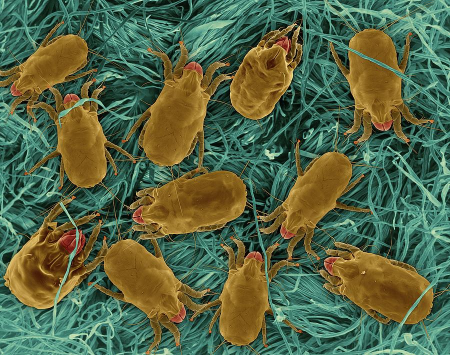 Dust Mites On Cotton Fabric Photograph by Dennis Kunkel Microscopy