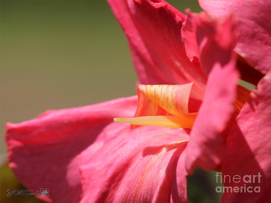 Lily Photograph - Dwarf Canna Lily named Shining Pink #2 by J McCombie