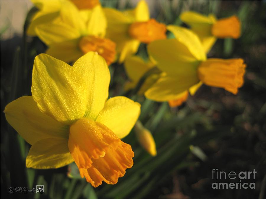 Flower Photograph - Dwarf Cyclamineus Daffodil named Jet Fire #2 by J McCombie
