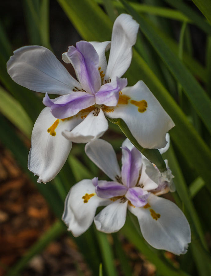 Dwarf Iris #2 Photograph by Jane Luxton