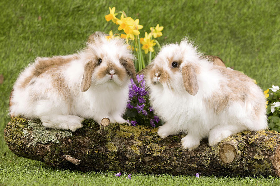 Dwarf Lop Rabbits Photograph by Jean-Michel Labat - Fine Art America