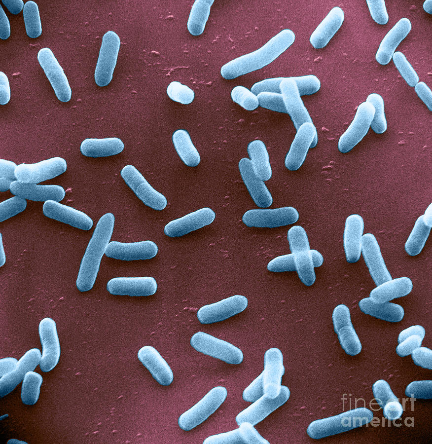 E. Coli Bacteria, Sem #2 Photograph by David M. Phillips
