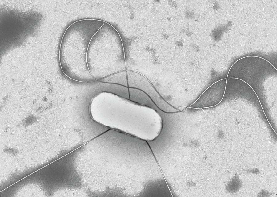 Escherichia Coli Photograph - E. Coli Bacterium #2 by Centre For Infections/public Health England/science Photo Library