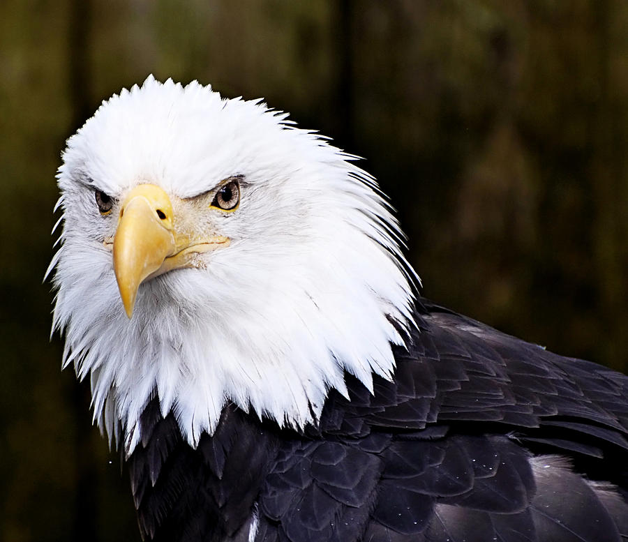 Eagle #2 Photograph by Bill Howard