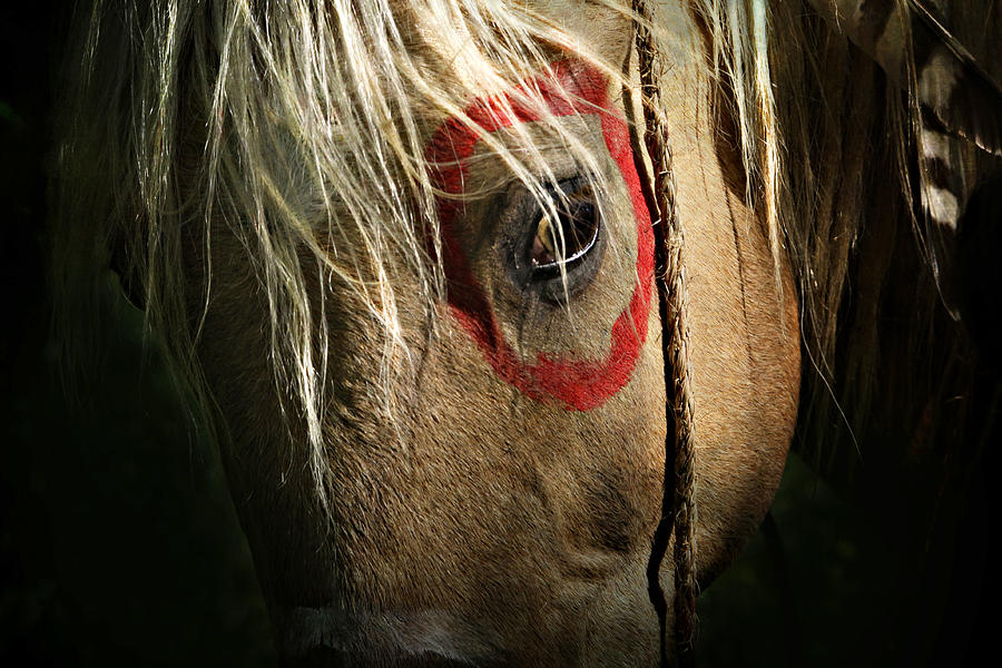 Horse Photograph - Eagle Eye by Lyndsey Warren