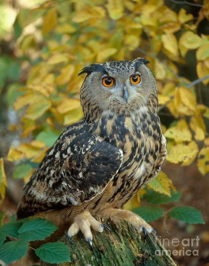 Eagle Owl #3 Photograph by Hans Reinhard