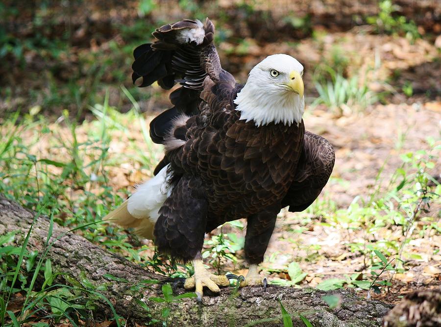 Eagle Photograph - Eagle #2 by Paulette Thomas