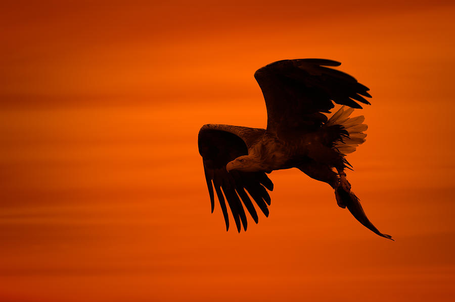 Eagle Silhouette #2 Photograph by Andy Astbury