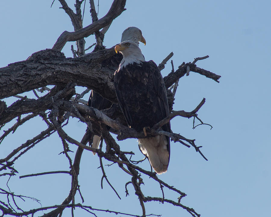 Eagles On The Arkansas Photograph