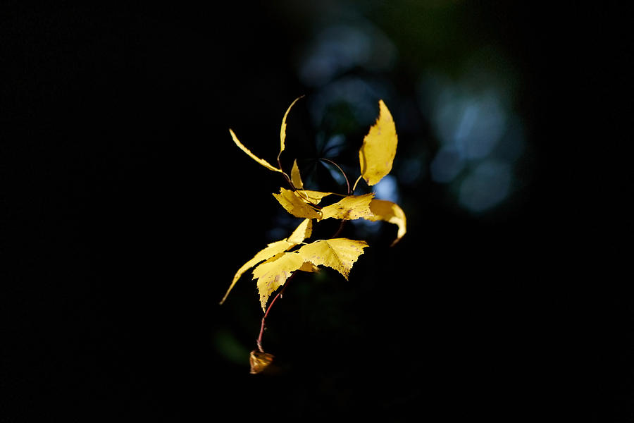 Early Fall of  Downy Birch #3 Photograph by Jouko Lehto
