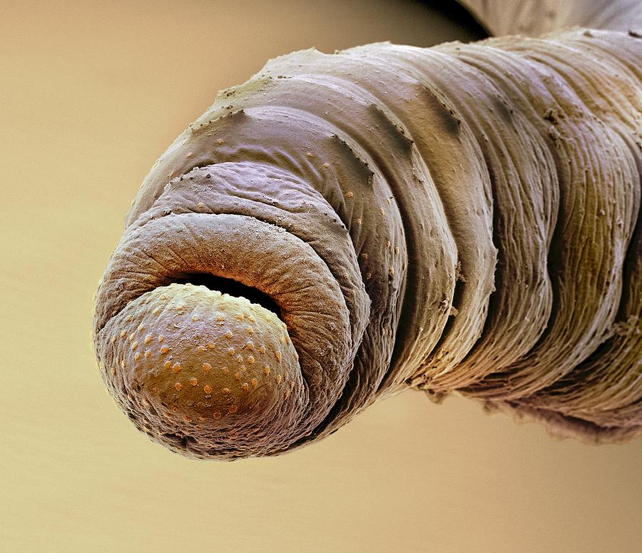 Earthworm head, SEM #2 by Science Photo Library