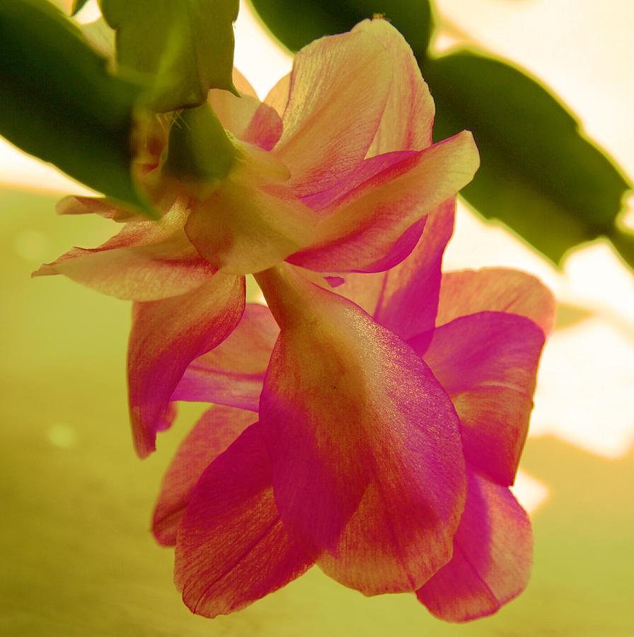 Abstract Photograph - Easter Cactus by Christiane Schulze Art And Photography