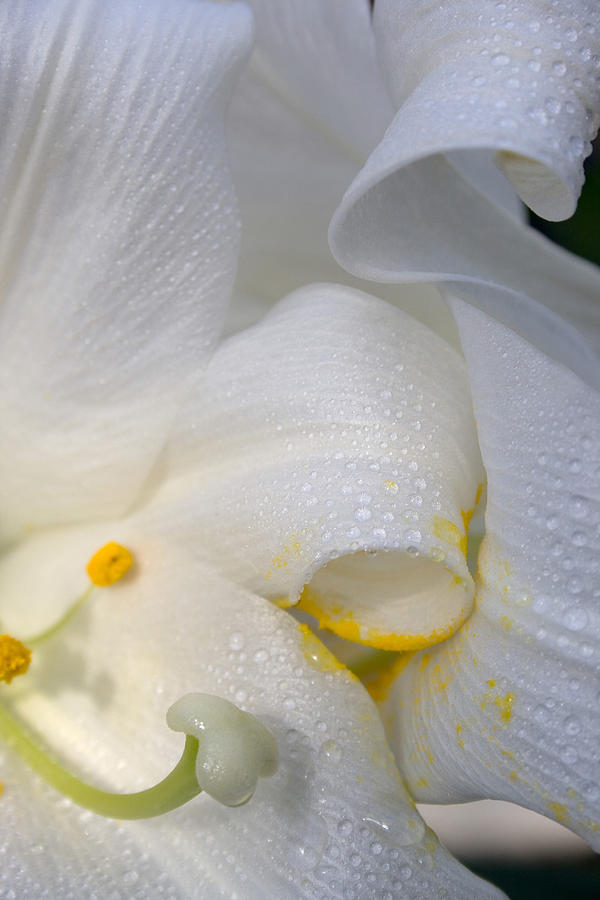 Easter Lily Lilium Longiflorum #2 Photograph by Bonnie Sue Rauch