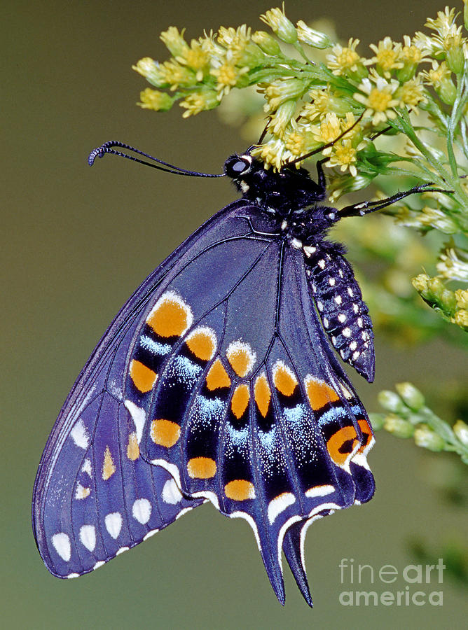 Butterfly Photograph - Eastern Black Swallowtail Butterfly #2 by Millard H. Sharp