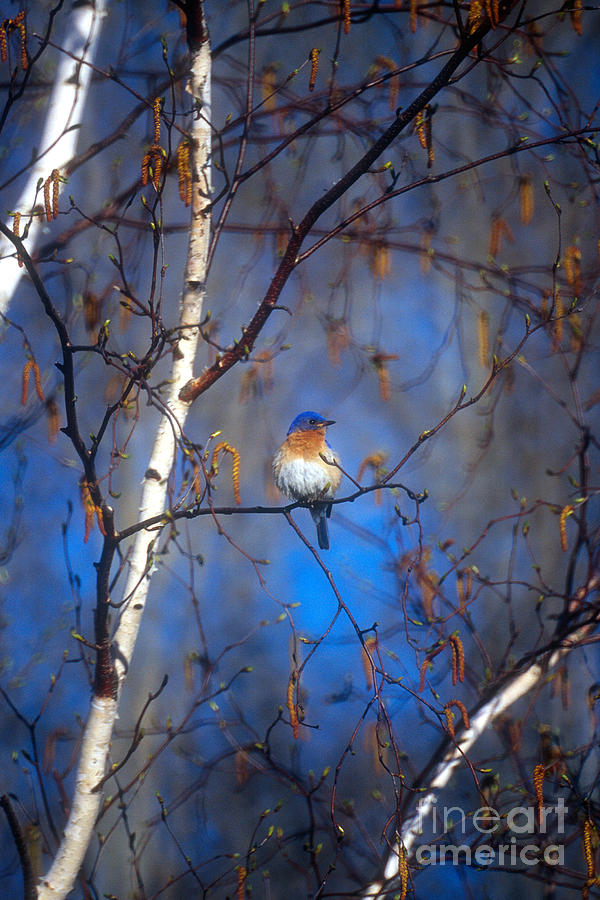 Eastern Bluebird #2 Photograph by Linda Freshwaters Arndt