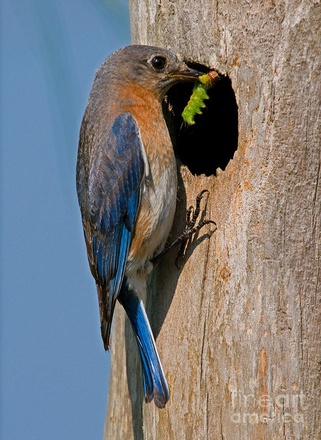 Bluebird Photograph - Eastern Bluebird #2 by Millard H. Sharp