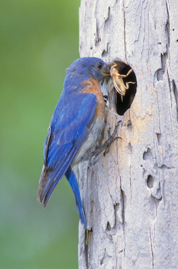 Eastern Bluebird Sialia Sialis #2 Photograph by Millard H. Sharp