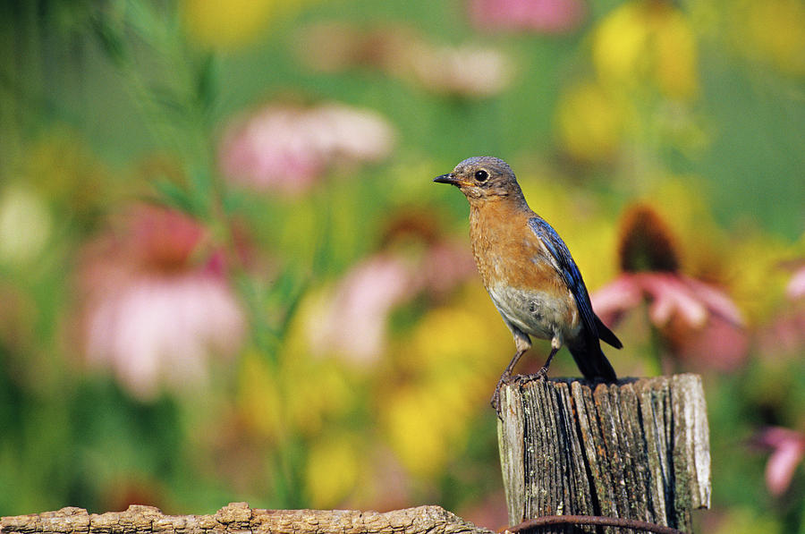 Eastern Bluebird (sialia Sialis Photograph by Richard and Susan Day ...