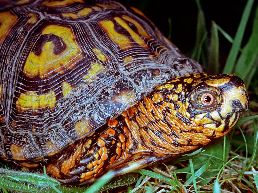 Eastern Box Turtle Photograph by Millard H. Sharp - Fine Art America