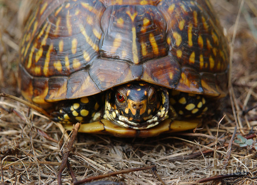 Eastern Box Turtle #2 Photograph by Susan Leavines - Pixels