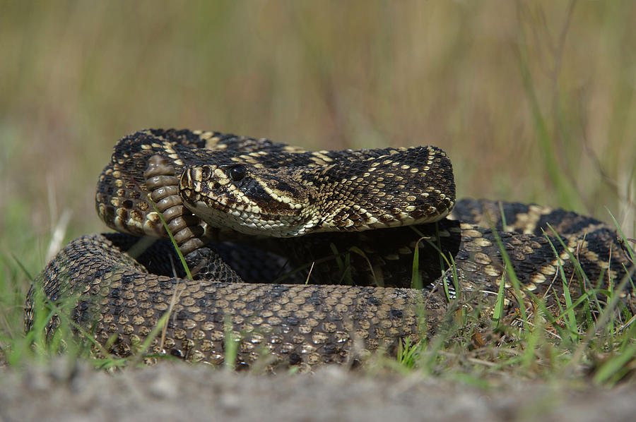 Eastern Diamondback Rattlesnake Photograph by Pete Oxford - Pixels