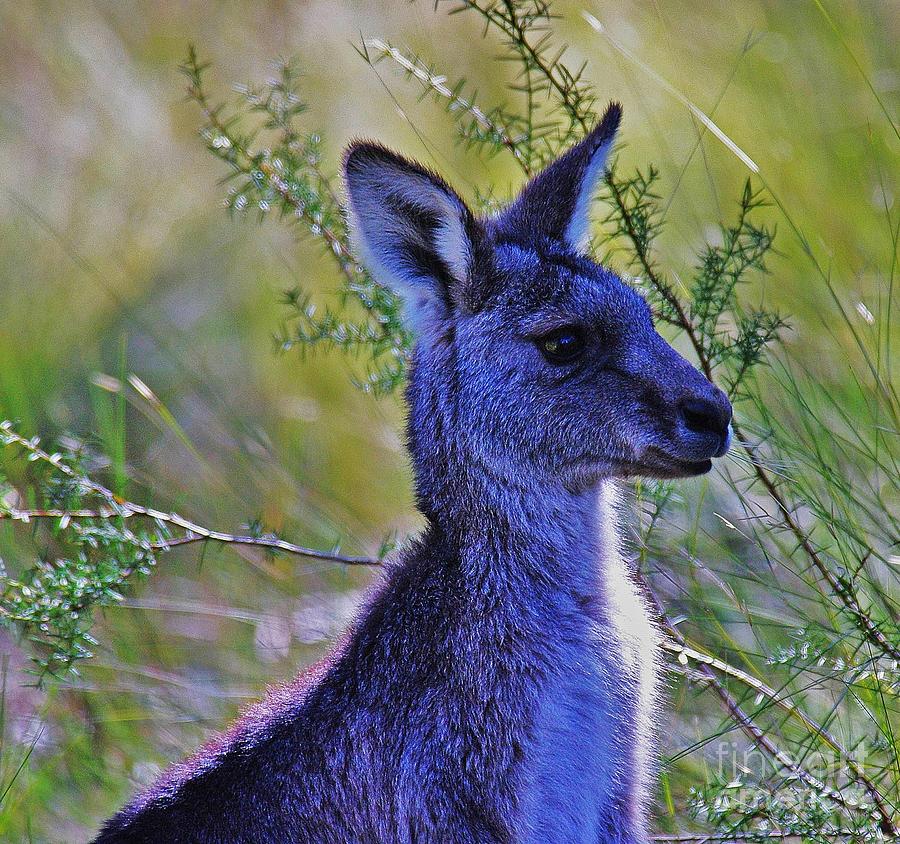 Eastern Grey Kangaroo #2 Photograph by Blair Stuart