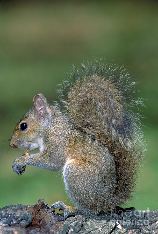 Eastern Grey Squirrel #2 Photograph by Millard H. Sharp