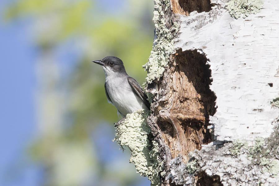 Eastern Kingbird At Nest Site #2 Photograph by Linda Arndt