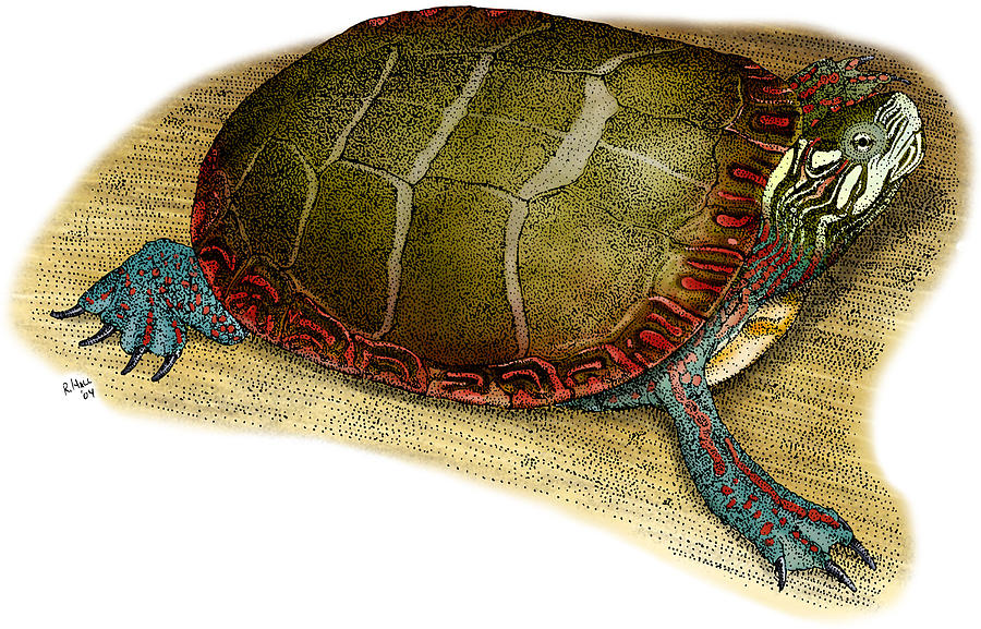 Eastern Painted Turtle Photograph by Roger Hall Fine Art America