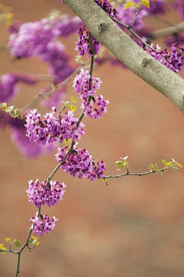 Spring Photograph - Eastern Redbud (cercis Canadensis) #2 by Maria Mosolova/science Photo Library