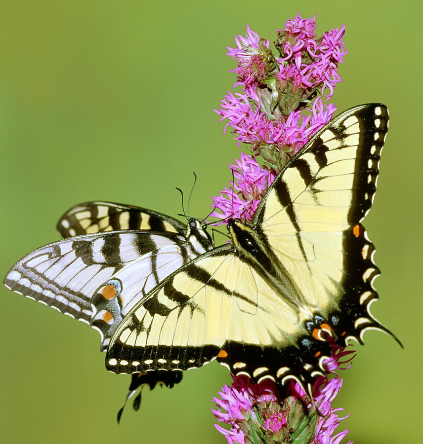 Eastern Tiger Swallowtail Butterflies #2 Photograph by Millard H. Sharp