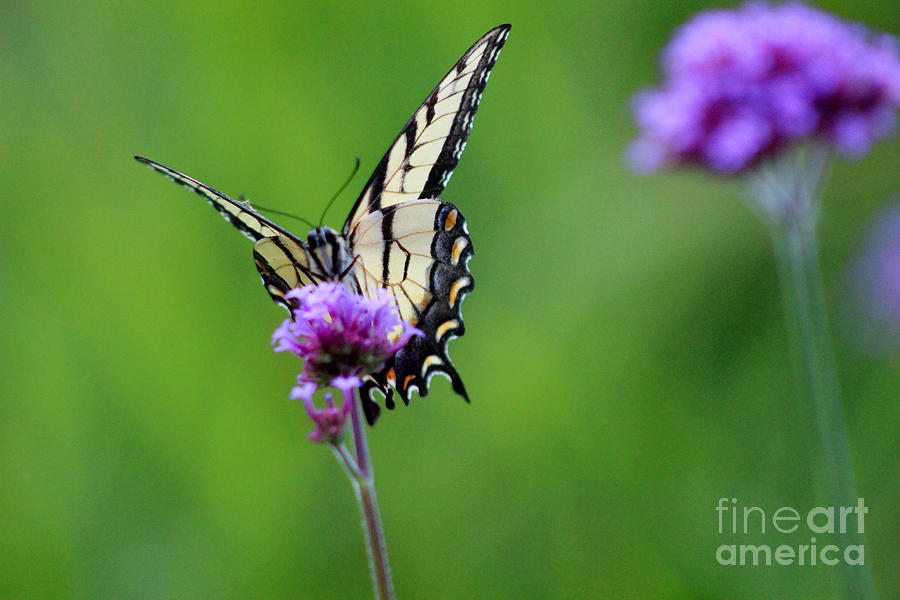 Eastern Tiger Swallowtail Butterfly 2014 #2 Photograph by Karen Adams