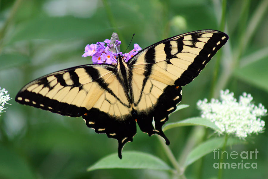 Eastern Tiger Swallowtail Butterfly #12 Photograph by Karen Adams