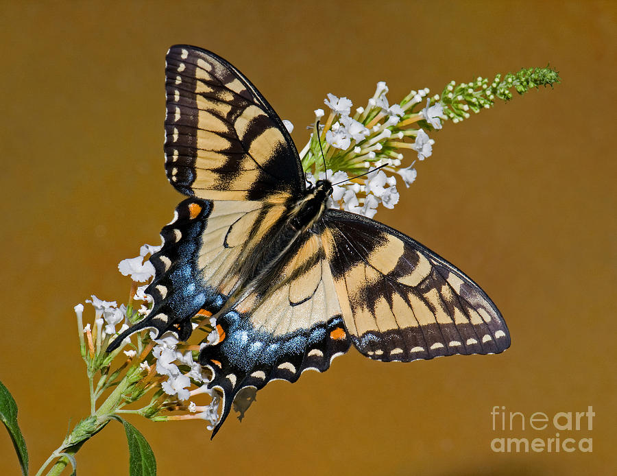 Eastern Tiger Swallowtail Butterfly #2 Photograph by Millard H. Sharp