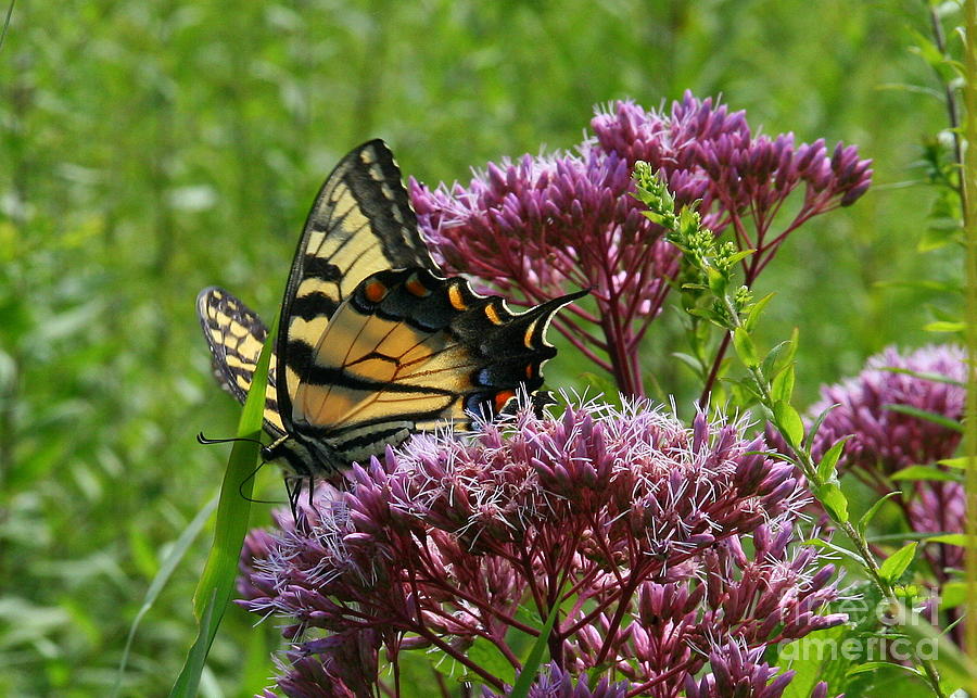 Eastern Tiger Swallowtail Butterfly   #2 Photograph by Neal Eslinger