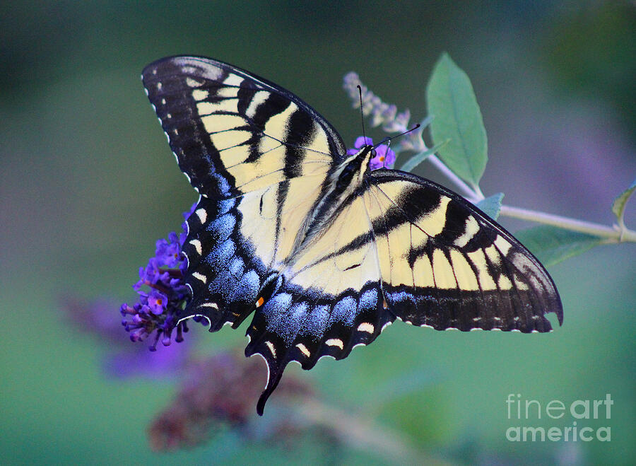 Butterfly Photograph - Eastern Tiger Swallowtail Butterfly on Butterfly Bush #3 by Karen Adams