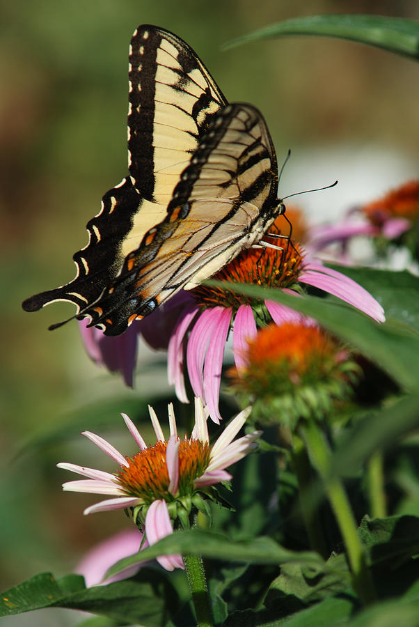 Eastern Tiger Swallowtail #2 Photograph by Janice Adomeit