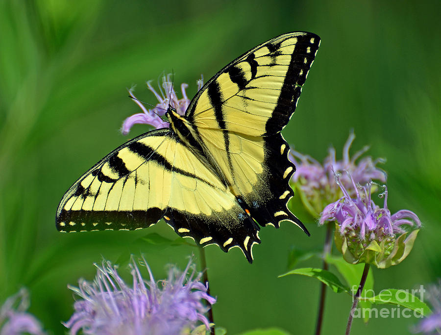 Eastern Tiger Swallowtail #2 Photograph by Rodney Campbell