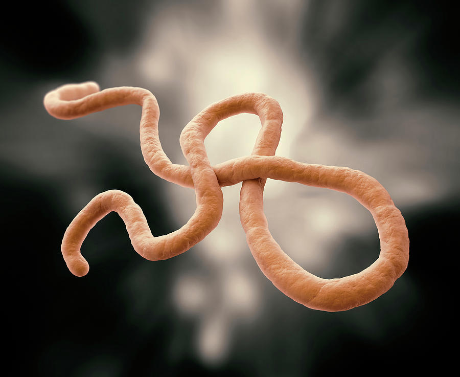 Ebola Virus #2 Photograph by Andrzej Wojcicki
