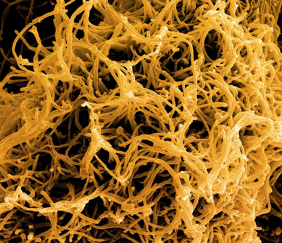 Ebola Virus Budding From Cell #2 Photograph by National Institutes Of Health/niaid