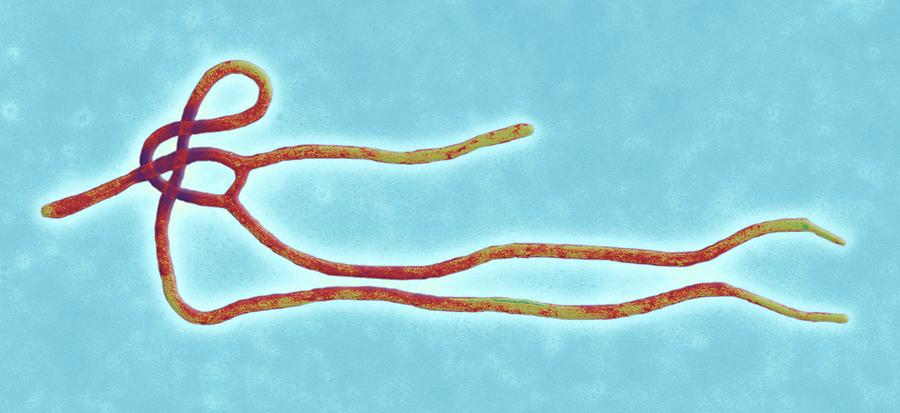 Ebola Photograph - Ebola Virus Particles #2 by Ami Images/science Photo Library