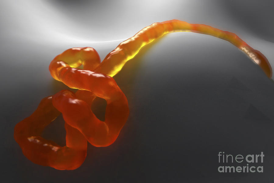Ebola Virus #2 Photograph by Science Picture Co