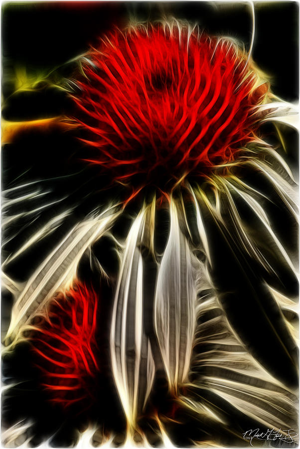 Echinacea Pow Wow #2 Photograph by Michael Frank Jr