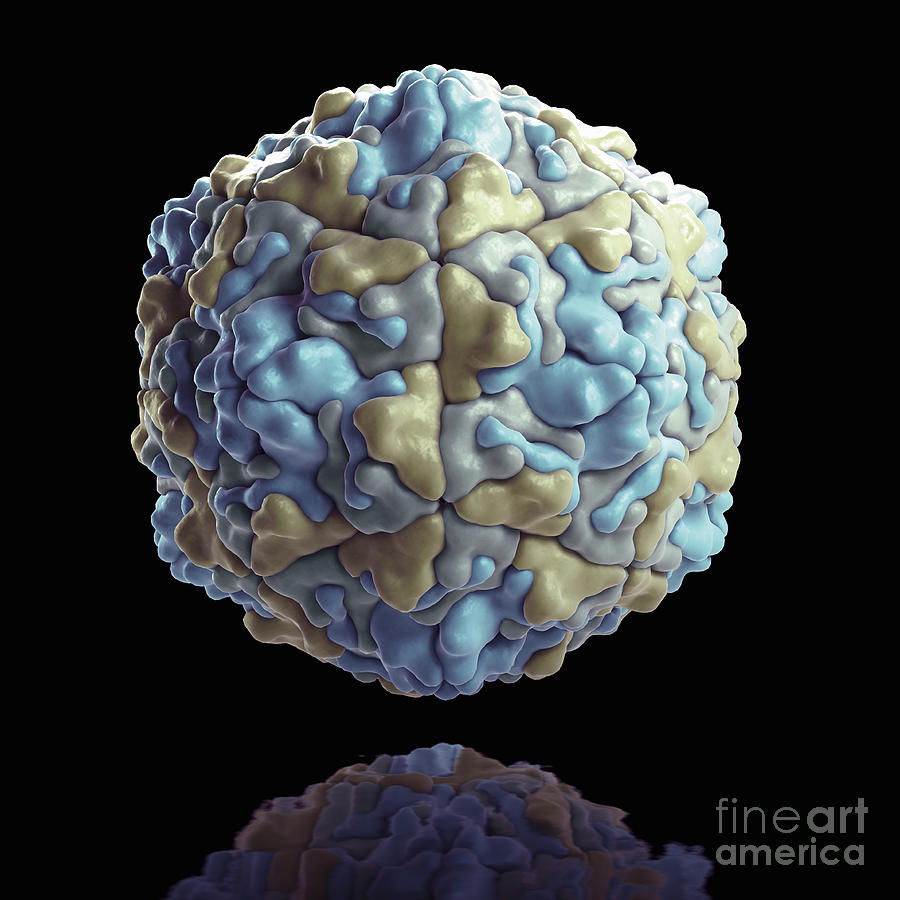 Echo Virus #2 Photograph by Science Picture Co