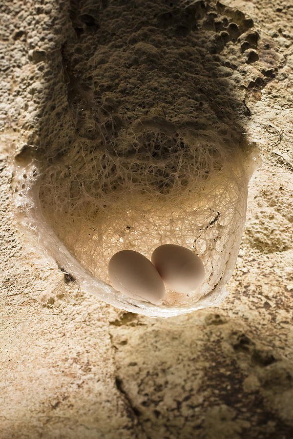 Edible-nest Swiftlet Nest With Eggs #2 Photograph by Konrad Wothe