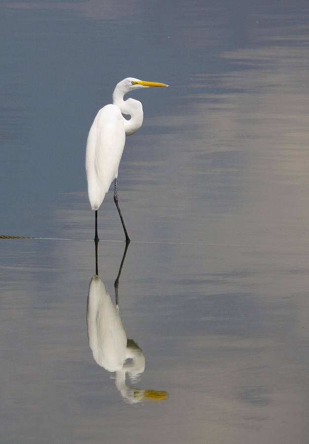 White Photograph - Egret Standing by Brian Grzelewski White Photograph - Egret Standing by Brian Grzelewski