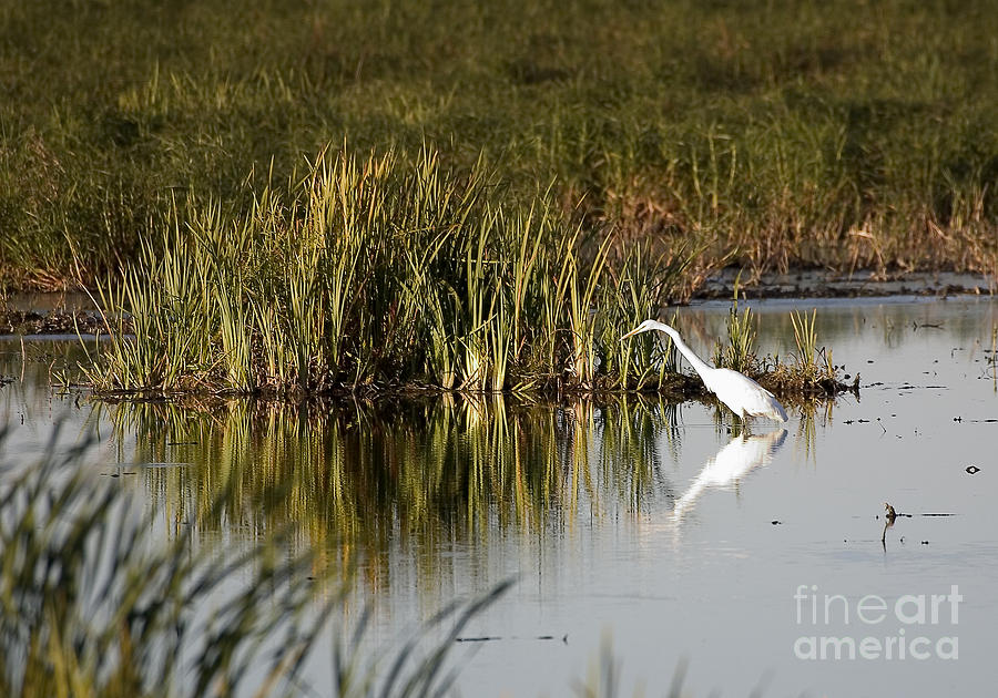 Bird Photograph - Egret #2 by Steven Ralser