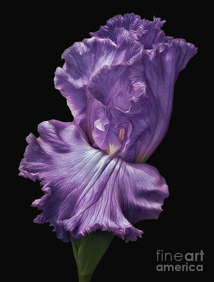 Elegant Iris #2 Photograph by Susan Candelario